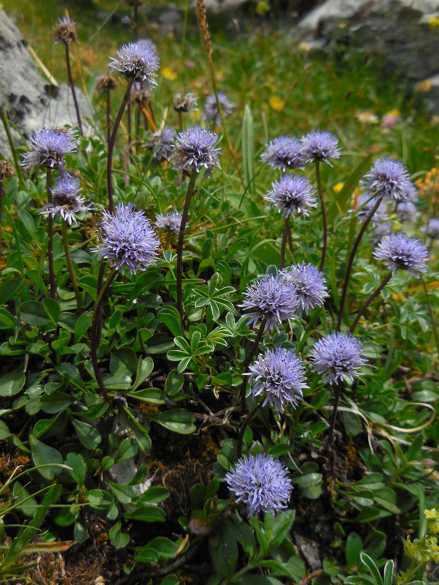 globularia-cordifolia-heart-leaved-globe-daisy